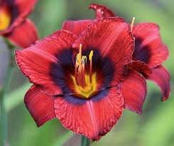 Maybe you would like to learn more about one of these? Velvet Eyes Day Lilies Beautiful Flowers Colorful Flowers