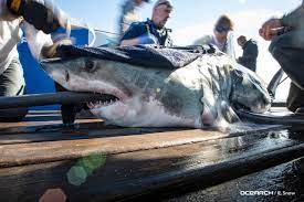 Cameron macmillan, 20, of mabou, shows the side of a bluefin tuna that was attacked by a shark as it was being towed behind the boat that macmillan was crewing on thursday, oct. Great White Shark S Visit Near Halifax Harbour Causes A Stir Cbc News