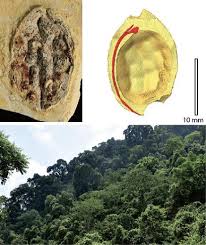 Image result for Icacinaceae