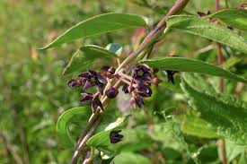 Image result for Vincetoxicum cernuum