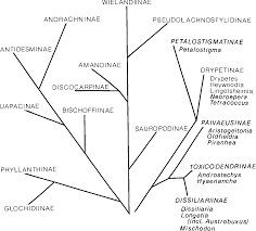 Image result for Heywoodia