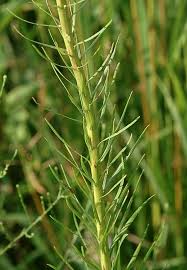 Image result for Pycnostachys schliebenii