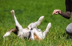 Anleitung für einfache hundetricks | deinem hund tricks beizubringen. Hund Peng Beibringen Hunde Kausnacks Magazin