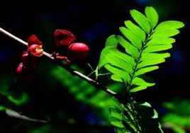 Image result for Haplocoelum