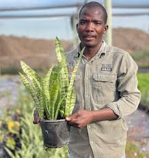 Image result for Sansevieria hyacinthoides