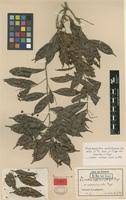 Image result for Rhabdophyllum arnoldianum