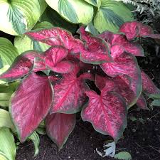 More images for are caladiums annuals » Heart To Heart Scarlet Flame Caladium Garden Crossings