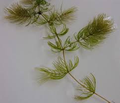 Image result for Ceratophyllum muricatum