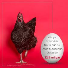 Dunya Uzerindeki Tavuk Nufusu Insan Nufusunun Tam Uc Katidir 22 5 Milyar Tavuk Tavuk Chicken Kittens Animallover Animal I Lime Ilginc Gercekler Iman