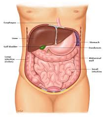 Patient Education Helicobacter Pylori Infection And Treatment Beyond The Basics Uptodate