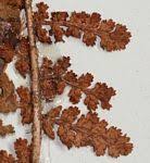 Image result for Mohria lepigera