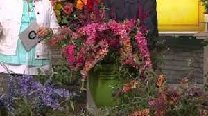 Roberta S 6 Pc More Flower Power Butterfly Bushes With Carolyn Gracie Youtube