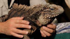 7 Care Tips For Green Iguanas Get A Rock Iguana Iguana Pet Reptiles Pet Green Iguana