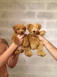 For instance, an f1 or 1st generation cross would be 50% miniature poodle and 50% golden retriever. Goldendoodle Teddy Promotions