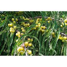 Image result for Phyllanthus boehmii