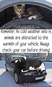 Pin By Ann Branch On Old Age Quotes And Jokes Animals Funny Car Memes Funny Animals