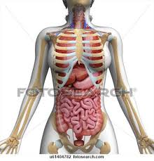 Jul 16, 2019 · the sternum, commonly known as the breastbone, is a long, narrow flat bone that serves as the keystone of the rib cage and stabilizes the thoracic skeleton. Human Digestive System Human Body Anatomy Human Body Organs