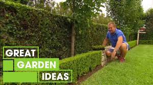 Hedges provides shelter, muffles sound, divides the garden into 'rooms', makes a nice backdrop to the border and, most importantly. Tips Tricks For Perfect Hedging Gardening Great Home Ideas Youtube
