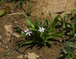 Image result for Xerophyta