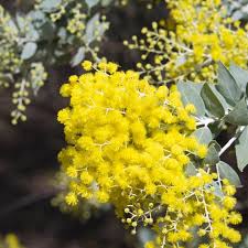 Image result for Acacia montigena