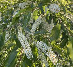 Image result for Prunus serotina