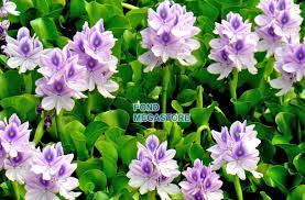 View our extensive collection of bucephalandra & more. Floating Pond Plants Collection Sale Buy Water Hyacinth Pond Megastore