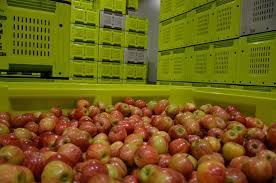 Storing Apples Apple Pear Australia Ltd Apal