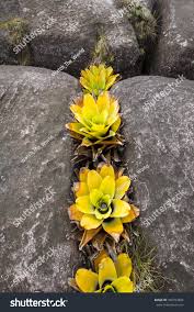 Image result for Xyridaceae