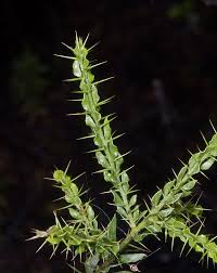 Image result for Tephrosia paradoxa