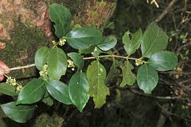 Image result for Pyrostria