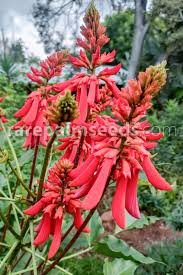Image result for Erythrina sp. 1