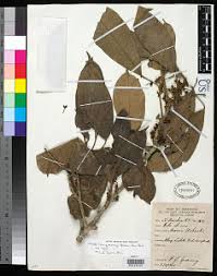 Image result for Cola greenwayi