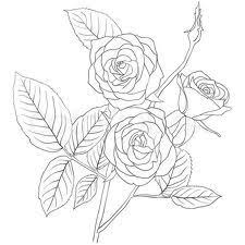 Simple Rose Bush Stem Drawing Google Search Drawings Drawing Illustration Roses Drawing How to draw amy rose the hedgehog. simple rose bush stem drawing google
