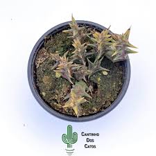 Image result for Orbea dummeri