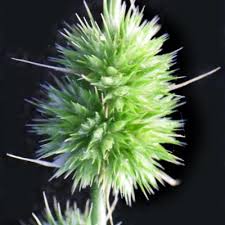 Image result for Elytrophorus globularis