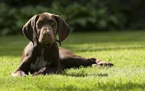 Some of the breeds have more than one of these talents. 10 Best Dog Hunting Breeds Hounds Pointers Retrievers More
