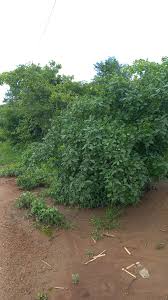 Image result for Gardenia brachythamnus