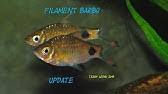 It is found in sita and swarna river systems in the western ghats of india. Barilius Ardens Watch In Hd Youtube