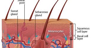 Effective treatment is available, especially in the early stages. Skin Cancer Spots Reddit