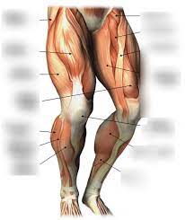 Leg muscles diagram 50 fresh hip muscle anatomy diagram tocacity. Muscles Acting On The Hip And Lower Limb Knee And Leg Diagram Quizlet