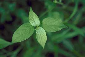 Image result for Asystasia