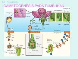 Mengutip kemdikbud ri, menurut teori sel, semua sel hidup berasal dari sel yang sudah ada sebelumnya (omnis cellula e cellula). 2 Gametogenesis Pada Tumbuhan Pengertian Dan Proses Pembentukan