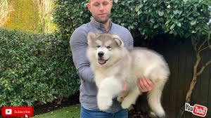 It was a very fast and furry month for us and our malamute taiga: Malamute Puppy Training Teddy Is Learning Fast Youtube