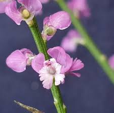 Image result for Muraltia