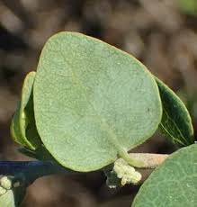 Image result for Cissampelos