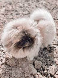 pekines pekingese puppies pekingese pekingese dogs