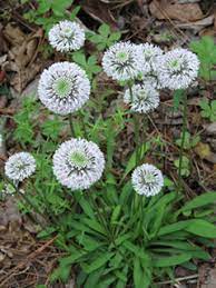 It is guaranteed to enliven a staunch border with dr. Marshallia Obovata Var Scaposa Spoon Shaped Barbara S Buttons Native Plants Of North America