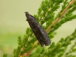 Image result for Pyla fusca