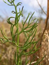 Image result for Ceratopteris thalictroides