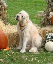 We did not find results for: Maltipoo Rescues For Adoption Top 7 Picks 2021 We Love Doodles
